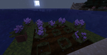 Mandrakes