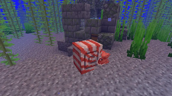Nautilus swimming underwater