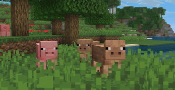 Field Pig