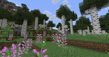 Birch Forest (2)