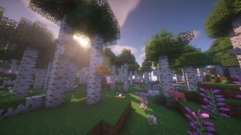 Legacy Birch Forest (2)