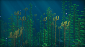 Bull Kelp forest in an Ocean