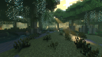 Swamp