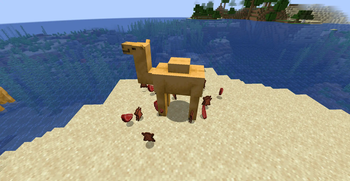 Mmmmmmh, camel