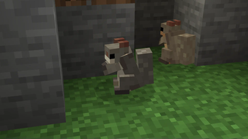 Squirrels