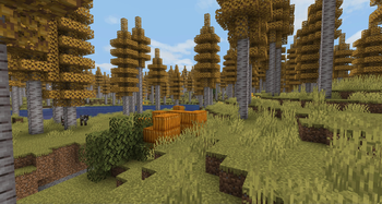 Aspen Forest