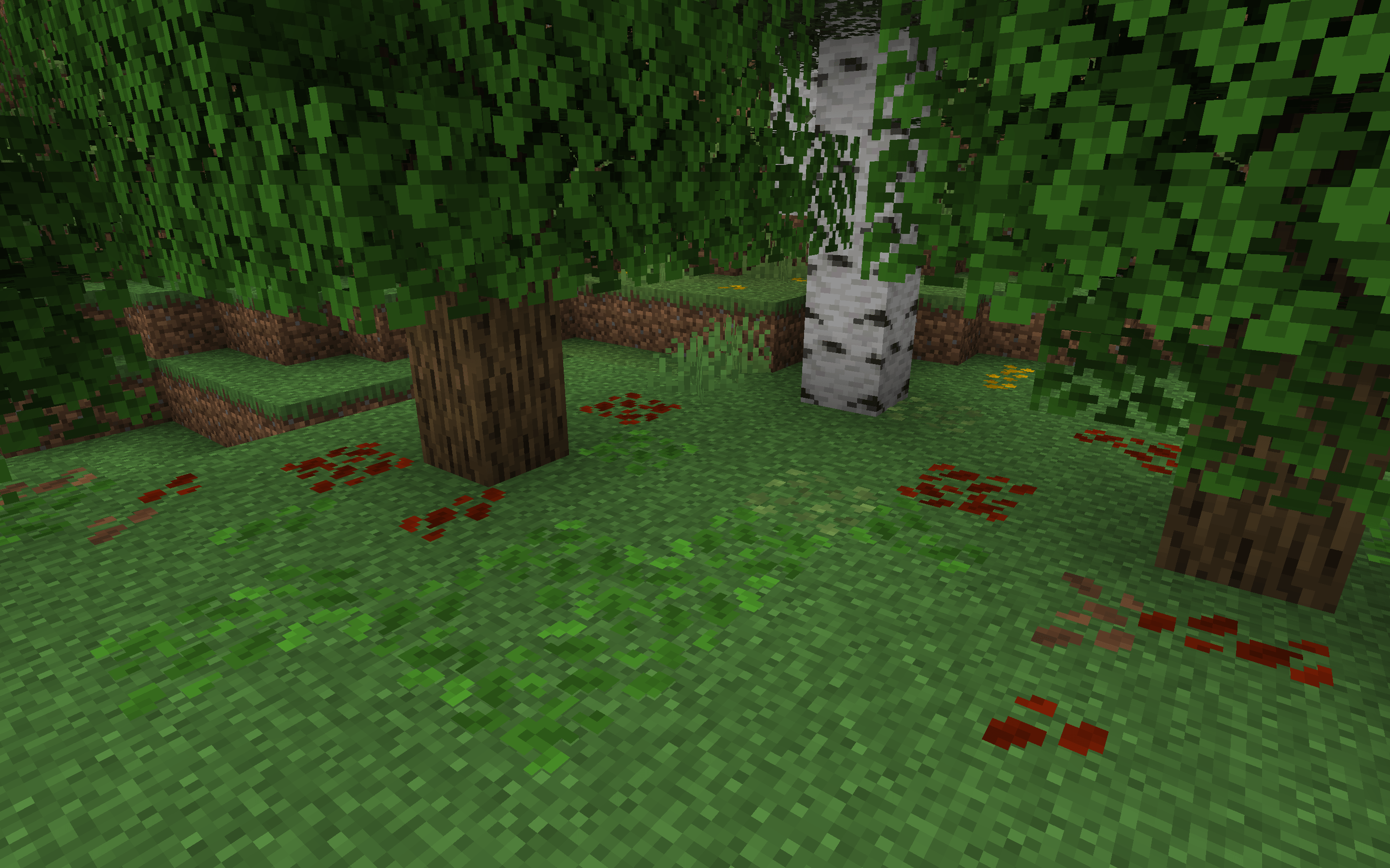 Oak Tree With After Some Time