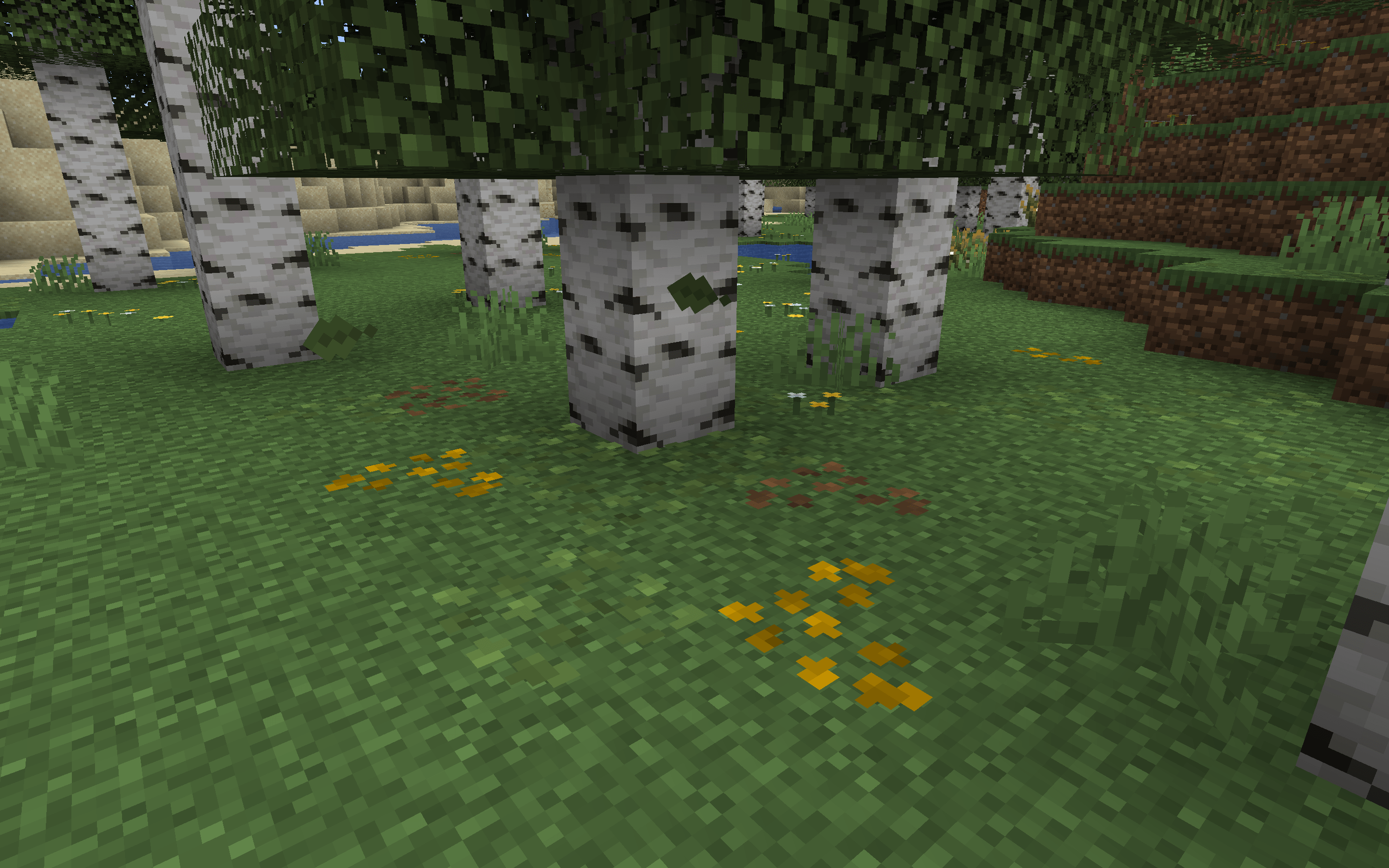 Birch Tree After Some Time