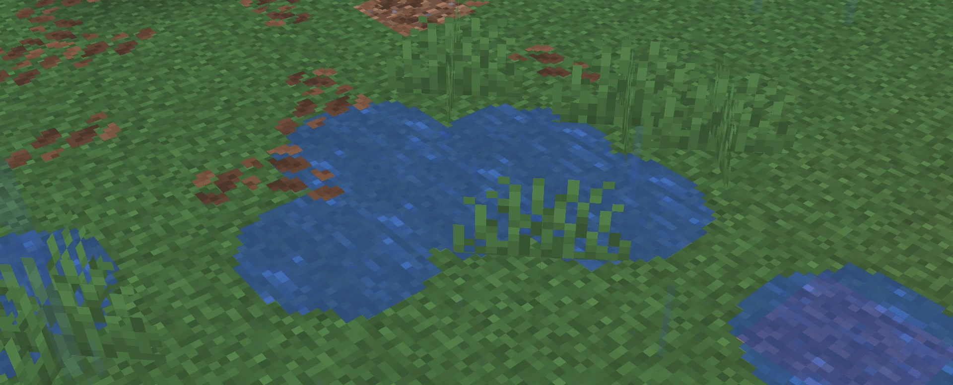 A puddle in a forest