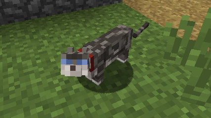 Gray Tabby