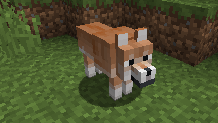 Red Shiba Inu