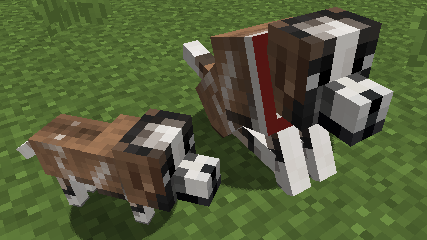 St. Bernard