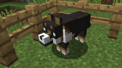 Border Collie