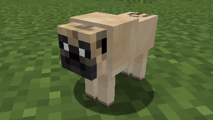 Pug