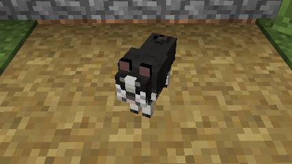 Boston Terrier