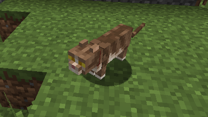 Brown Tabby