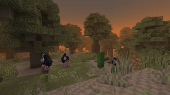 Baobab Forest