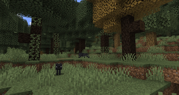 Walnut Forest