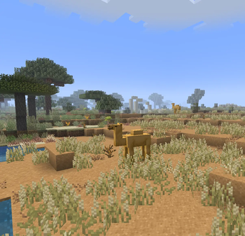 Camels in a Lush Desert