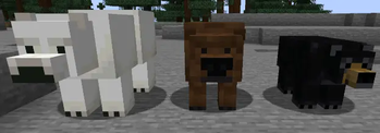 Bears