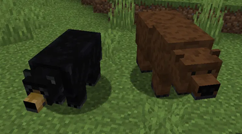 New Bears