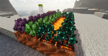Some Biomass Crops