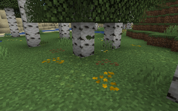 Birch Leaf Litter