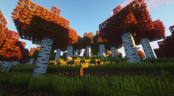 Birch Forest