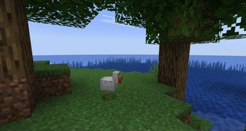 Chicken ponders the Ocean