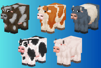 Cows1